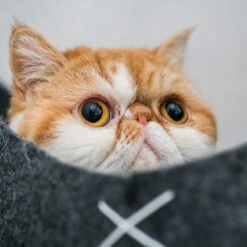 D&D Asiatische Katzenhöhle Indy Aus Filz 7 D&D Asiatische Katzenhöhle Indy Aus Filz -Günstiges Futter Katze Geschäft dream and dare asiatische katzenhoehle indy aus filz 1663935582