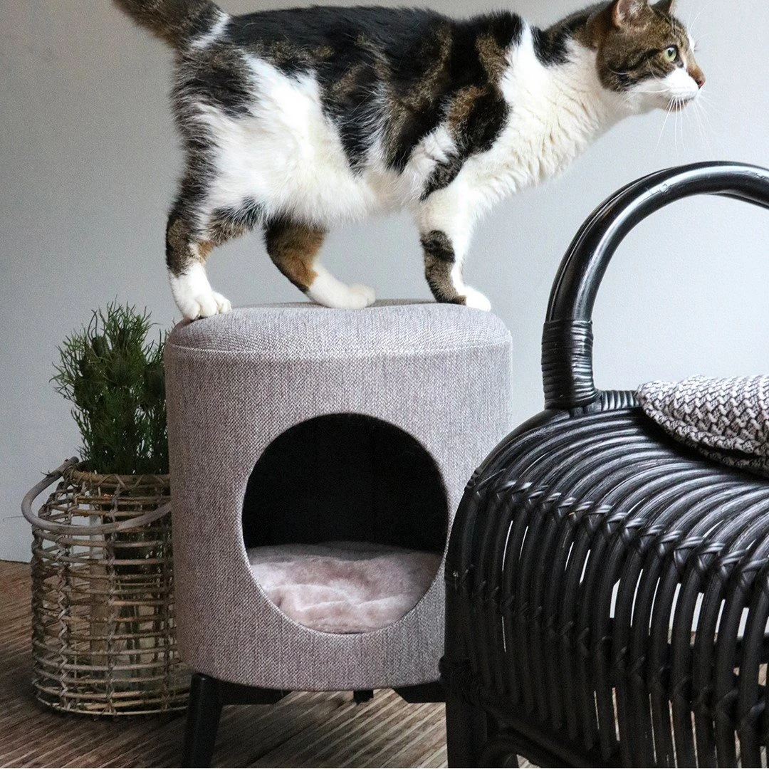 D&D Katzenhaus Louis 4 D&D Katzenhaus Louis – Bild 2