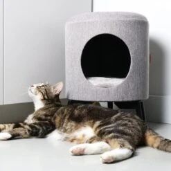 D&D Katzenhaus Louis 9 D&D Katzenhaus Louis -Günstiges Futter Katze Geschäft dream and dare katzenhaus louis 1631196937