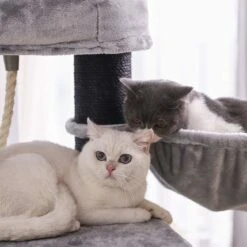 FEANDREA Kratzbaum Groß -Günstiges Futter Katze Geschäft feandrea kratzbaum gross 1553114083