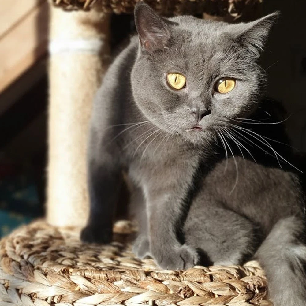 Karlie Kratzbaum Banana Leaf 6 4 Karlie Kratzbaum Banana Leaf 6 – Bild 2