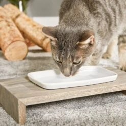 Günstiges Futter Katze Geschäft -Günstiges Futter Katze Geschäft replus katzennapf siam true 1580917877