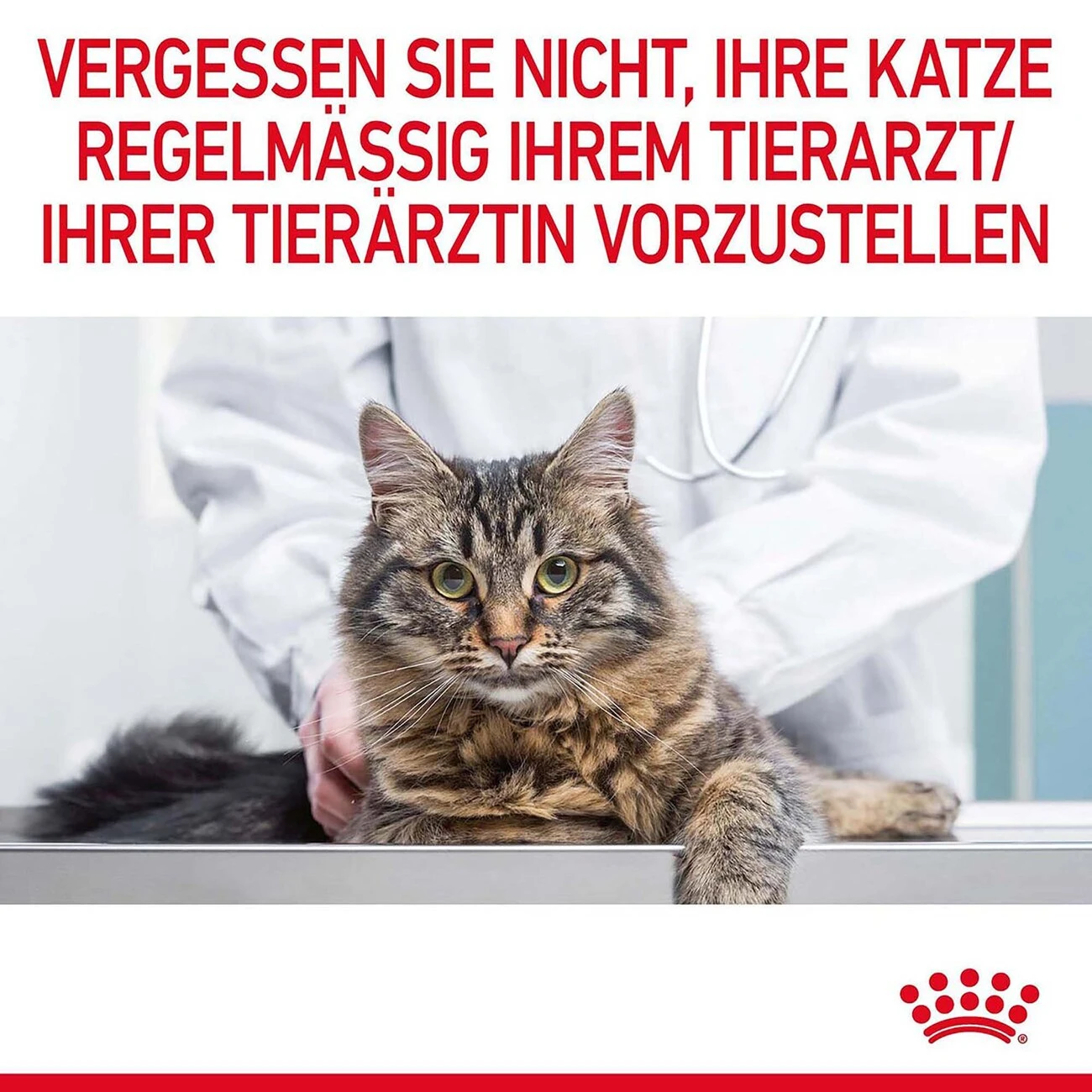 Royal Canin Hairball Care Katzenfutter Nass Gegen Haarballen 12 Royal Canin Hairball Care Katzenfutter Nass Gegen Haarballen – Bild 10