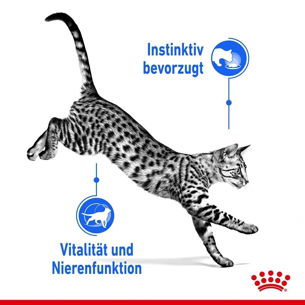 Royal Canin Indoor Sterilised Katzenfutter 7+ Nass In Gelee Und Sauce 4 Royal Canin Indoor Sterilised Katzenfutter 7+ Nass In Gelee Und Sauce – Bild 2