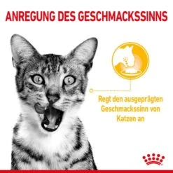 Royal Canin Sensory Taste Stimulation Katzen Nassfutter -Günstiges Futter Katze Geschäft royal canin sensory taste stimulation katzen nassfutter 1631093013