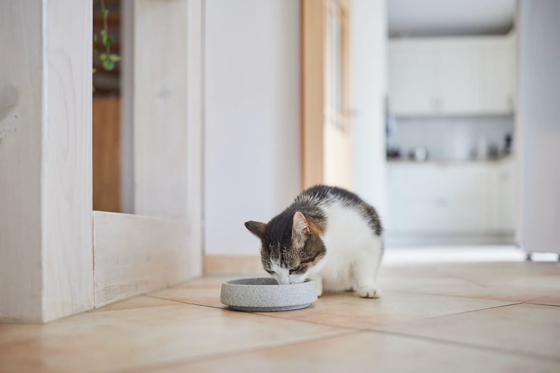 Günstiges Futter Katze Geschäft -Günstiges Futter Katze Geschäft rhrjrrjr